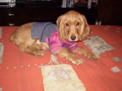 Fotos de perros